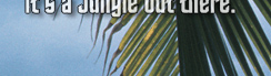 www.traveljungle.co.uk
